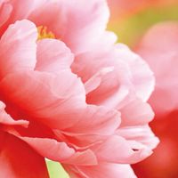 🌸🌺花卉美圖早安圖🌺🌸