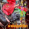 ซุ้มไก่ชน.อ.อนันต์ฟาร์ม ก.ก๊อปไก่ชนฟาร์ม