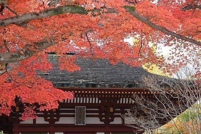 奈良縣的紅葉銀杏賞 是日日本 Line Today