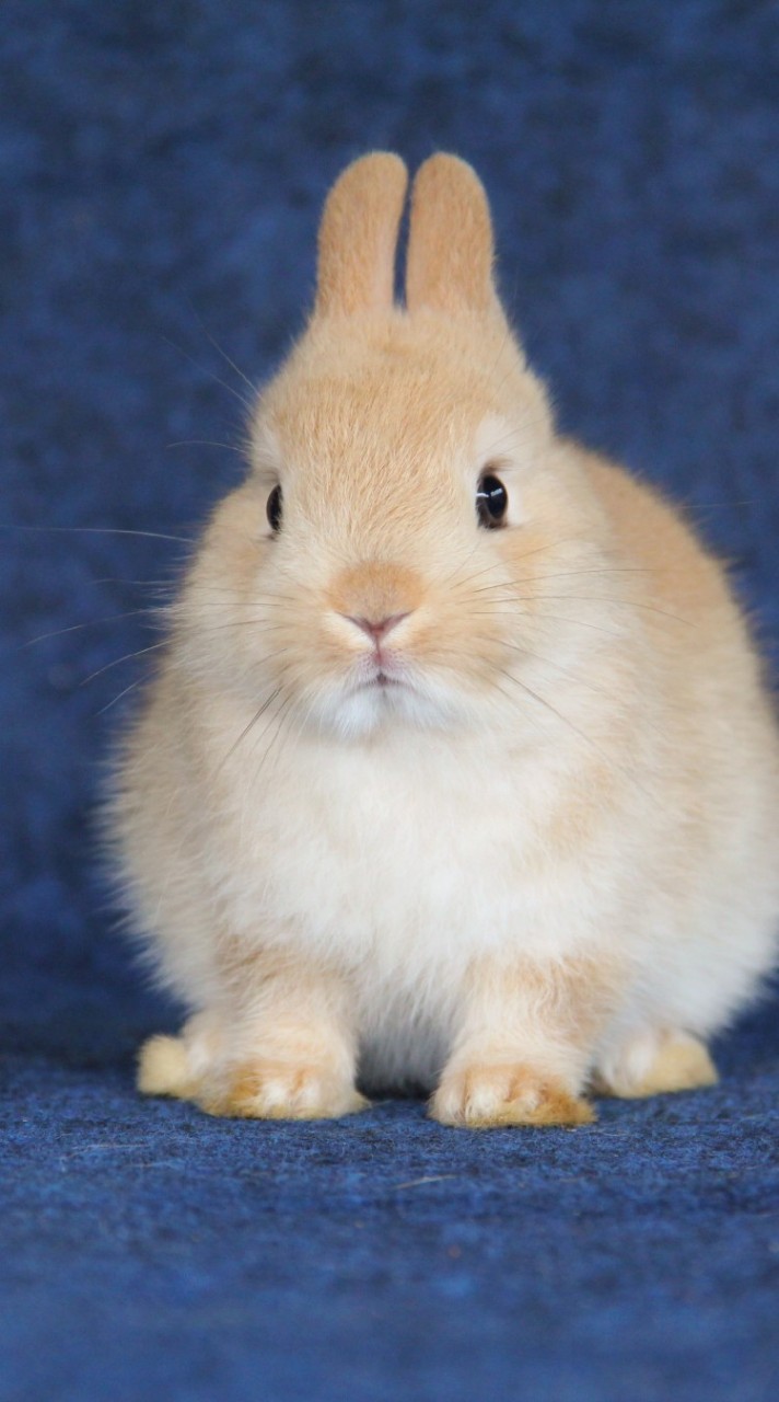 NK Rabbit Farm