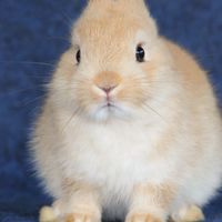NK Rabbit Farm
