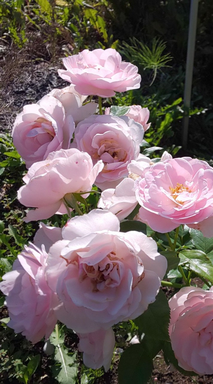 北海道 💐薔薇会