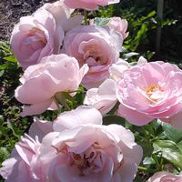 北海道 💐薔薇会