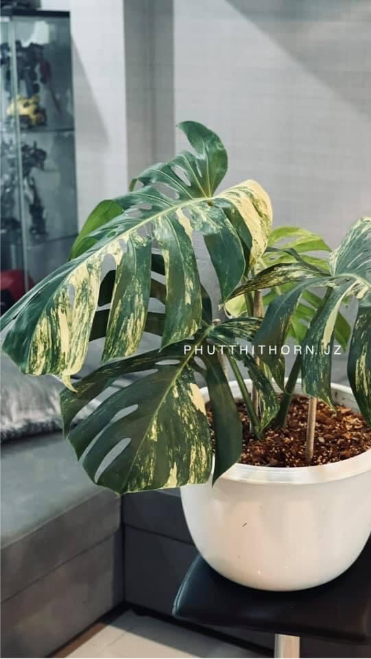 KRABI​ PLANT 2568