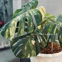 KRABI​ PLANT 2568