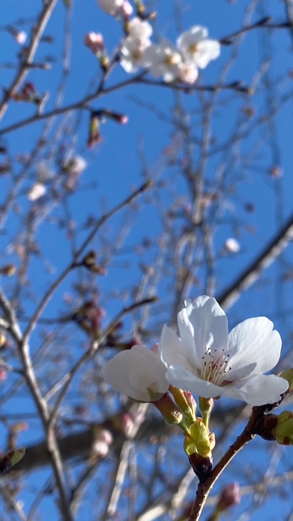 お花見くん