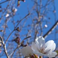 お花見くん