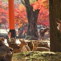シン・奈良異種業交流会☆