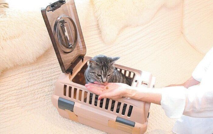 意外と知らない 猫の飼い主が やりがちなngお世話 ３つ
