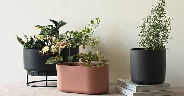 盆栽線上購物推薦這5家 多肉植物 文青界小有名氣 新手可從 2ustyle 開始 Bella儂儂 Line Today