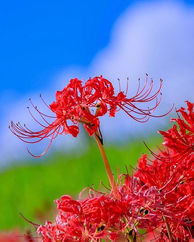 硝子彼岸花のかんざし　紅色の一本簪