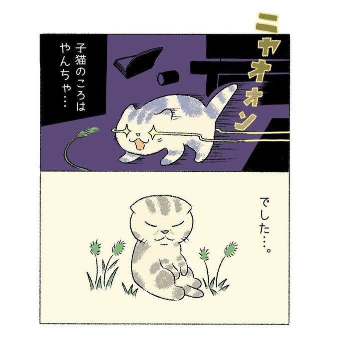 子猫時代と成猫の今 変わったしぐさ 変わらない感情も