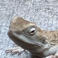 爬虫類両生類好きな人集まれー