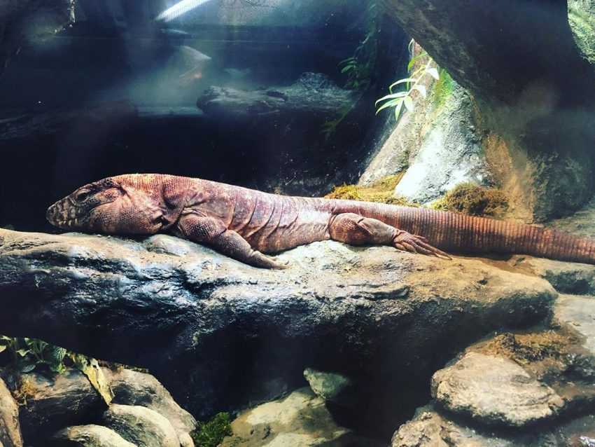 桃園青埔Xpark水族館 _雨林探險