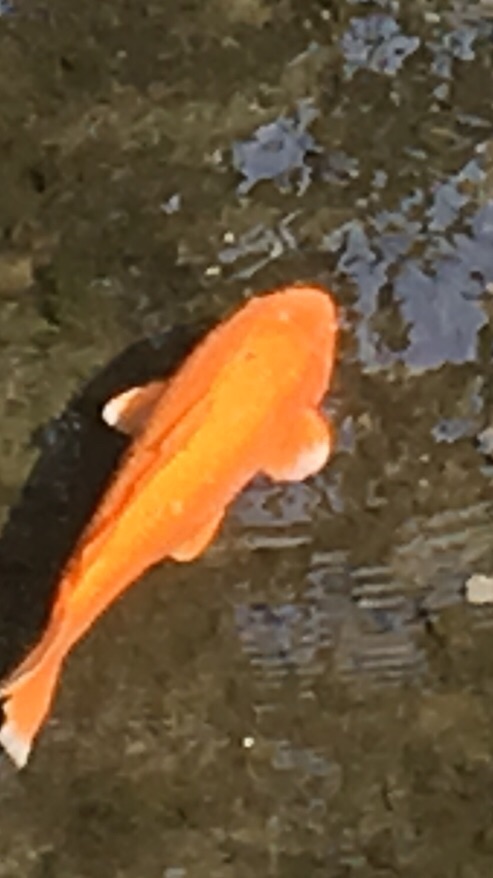 錦鯉愛好会
