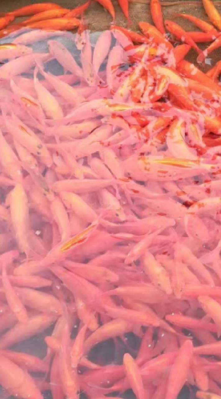 台灣淡水魚苗網