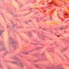 台灣淡水魚苗網