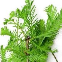 德國萊茵精油職業能力進化