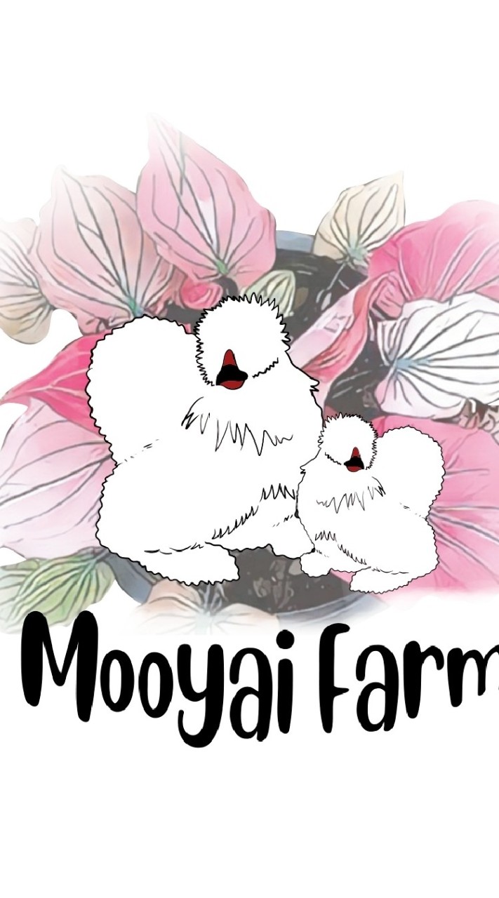 MooyaiFarm ไก่สวยงาม ไม้ด่าง วัสดุปลูก