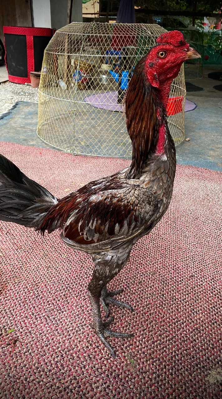ส.ชยพล ฟาร์ม🏡🐓