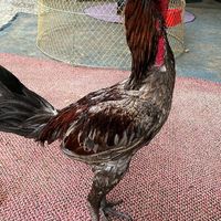 ส.ชยพล ฟาร์ม🏡🐓