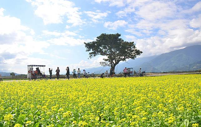 選美主角是油菜花田金城武樹旁那畝人氣最旺 中央通訊社 Line Today