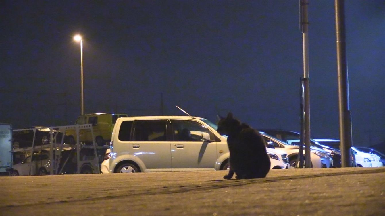 6年間 道の駅で毎晩車中泊 放浪を続ける 猫のおじさん の胸の内