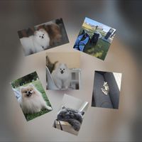 一團毛毛