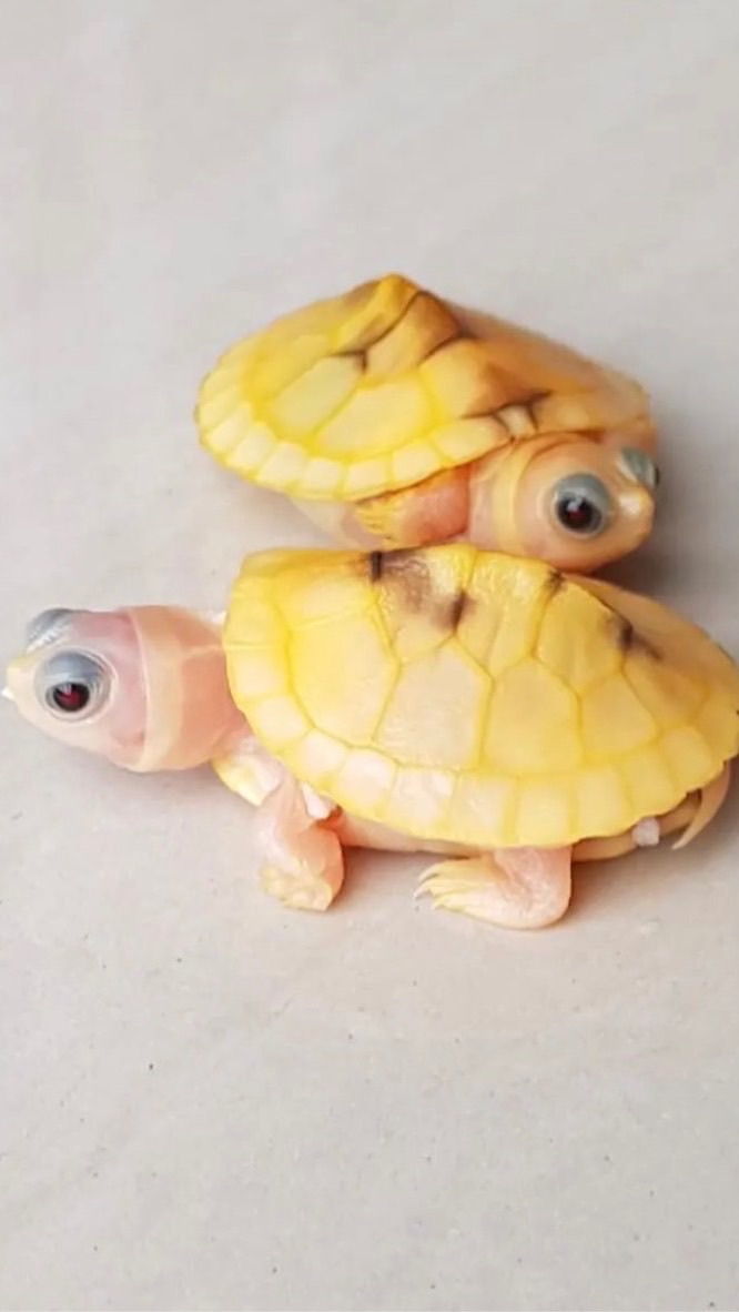 返璞龜真🐢「陸龜、澤龜、箱龜」討論交流平台
