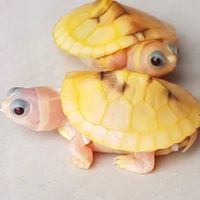 返璞龜真🐢「陸龜、澤龜、箱龜」討論交流平台