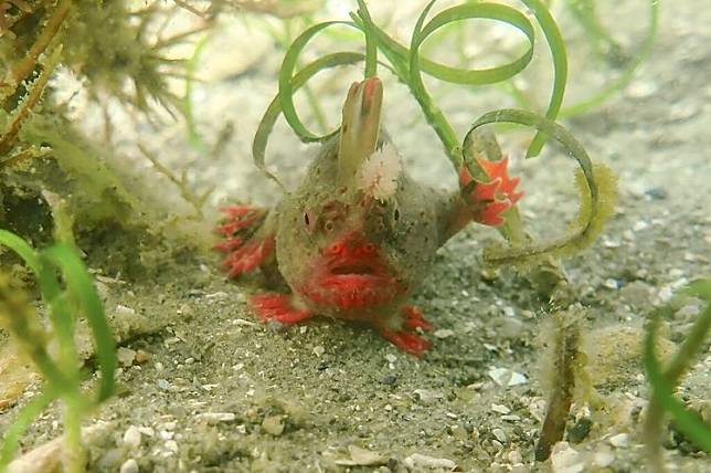 紅手魚族群瀕臨絕種，科學家不得不將它們帶上岸保存，等待海水溫度降低再野放。PHYS ORG