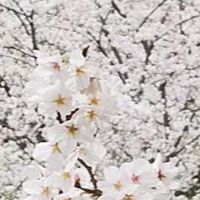 就愛台語歌