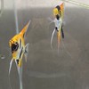 凜川魚坊