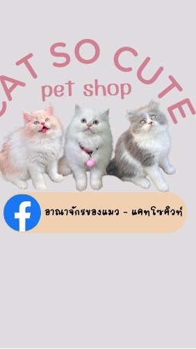 อาณาจักรของแมว - แคทโซคิวท์