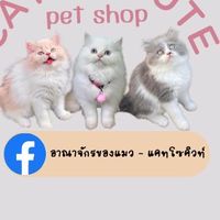 อาณาจักรของแมว - แคทโซคิวท์
