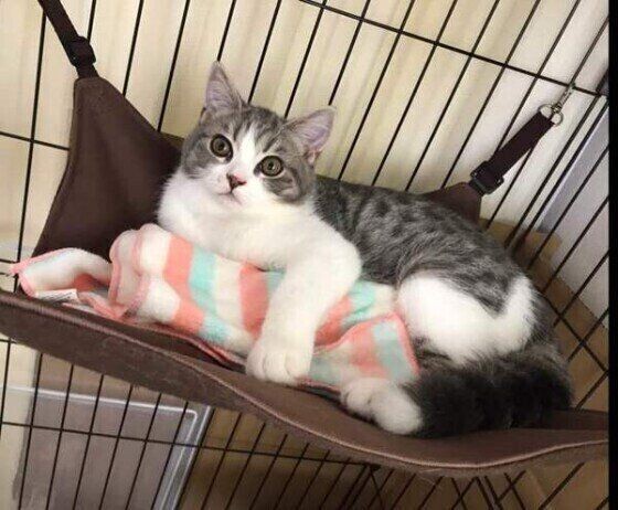 嬉しいから 猫が撫でられたときに目を細める心理を解説