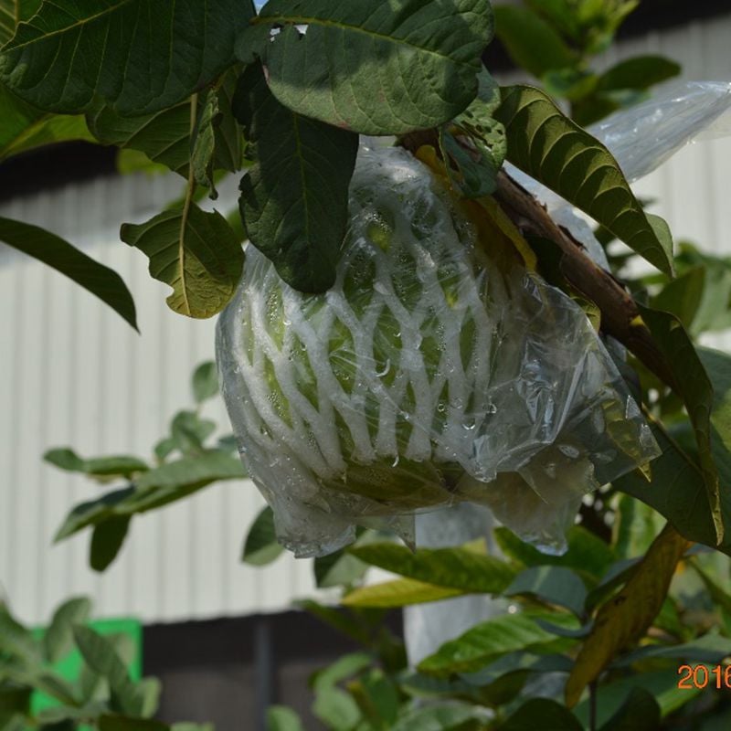 台灣農場趴趴走-[台南]採果體驗-蜜旺果舖〔芒果、芭樂〕