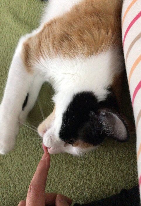 好き それとも嫌がってる 猫が ペロペロなめる 理由