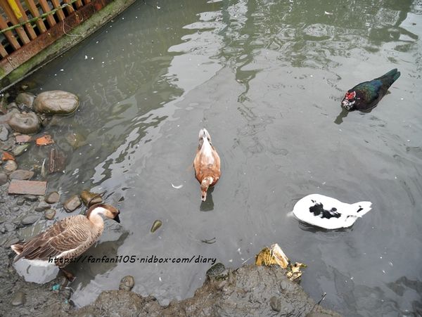 【宜蘭景點】可達羊場 #餵小動物 #羊奶冰淇淋DIY #羊奶下午茶 #宜蘭員山 #宜蘭親子景點 (27).JPG