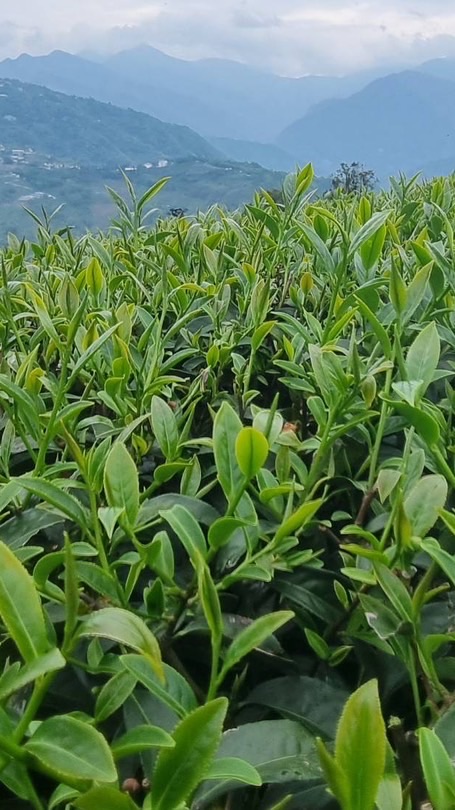 產地直送高山茶葉