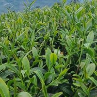 產地直送高山茶葉