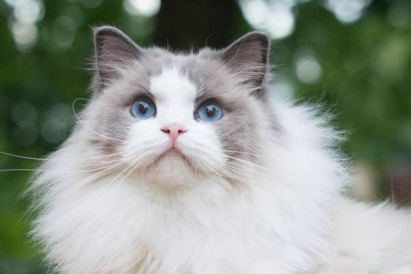 Mengenal Ragdoll Ras Kucing Cantik Fluffy Bermata Biru