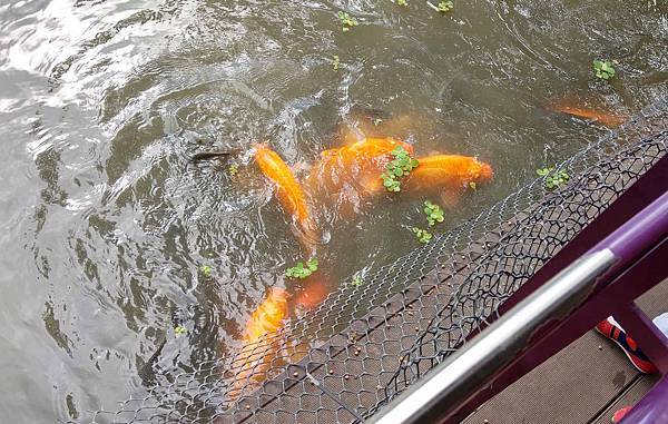 【台北景點】五股準園休閒生態農場-可以餵小動物、釣小龍蝦、看動物的好玩親子景點