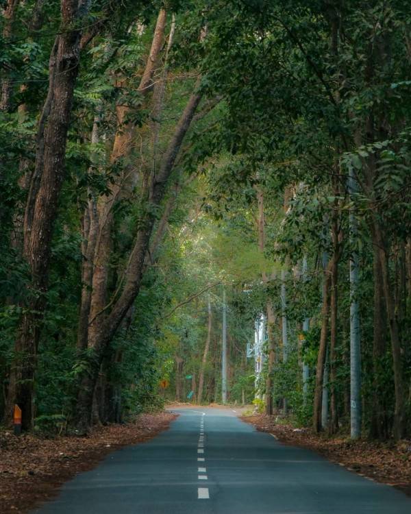 9 Hutan yang Dikenal Paling Angker di Indonesia, Kamu Pernah ke Sini? 