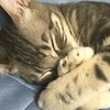パズサバ幻影旅団 クロロ団長の部屋
