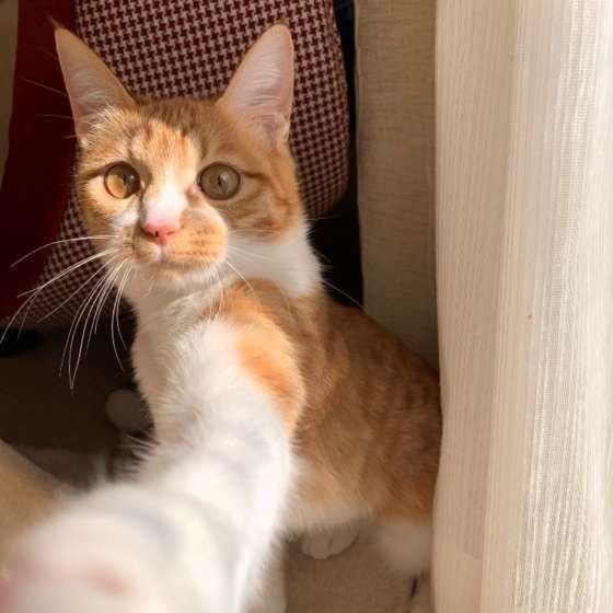 前足の動きが 猫が ちょいちょい ばしばし する理由