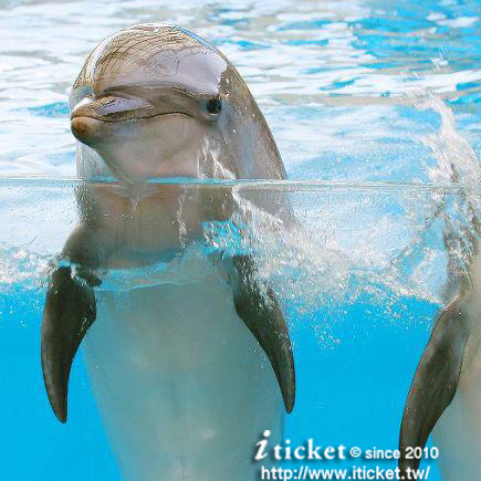 top 商品介紹 購物需知 特色說明 花蓮遠雄海洋公園 遠雄海洋公園（花蓮海洋公園）位於花蓮縣壽豐鄉台11線濱海公路10公里處，其基地範圍包括部分鹽寮海濱與花東海岸山脈的山頭佔地51公頃，依山傍海，遠