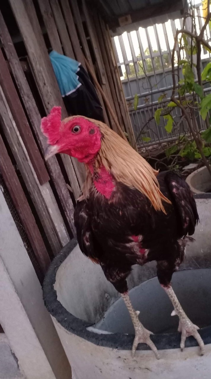 ไก่พม่าเบอร์แข้ง