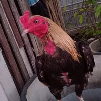 ไก่พม่าเบอร์แข้ง