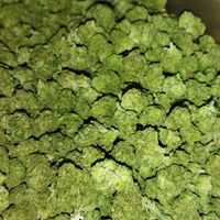 กัญชา 🚀Exotic Nakhon Pathom WEED JSF Shop NG🚀